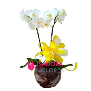 Orquídea com duas Hastes