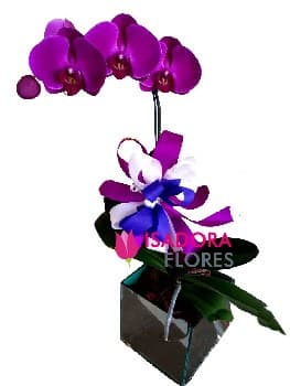 Orquídea em vaso