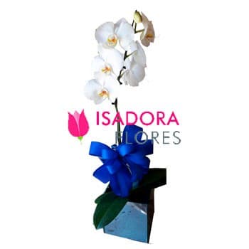 Orquídea Branca