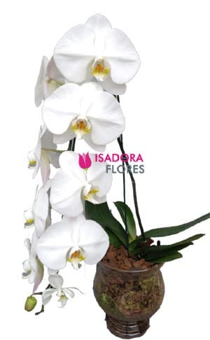 Orquídea Branca na Taça