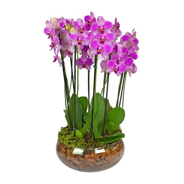 Orquídea Vida longa a quem se ama