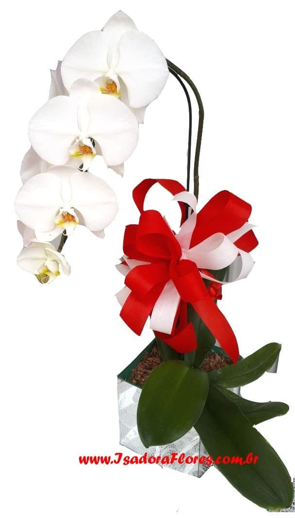 Orquídea aconchego
