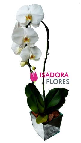 Orquídea Cascata