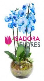 Orquídea azul em vaso de vidro