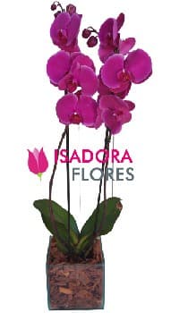Orquídea Bela Duo