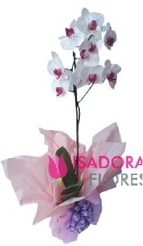 Orquídea