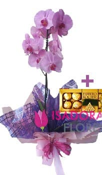 Orquídea com Chocolate