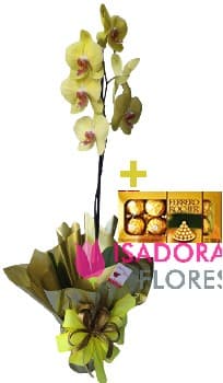 Orquídea Gold + Ferrero