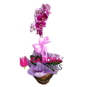 Orquídea em cachepô