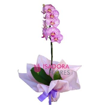 Orquídea Luna