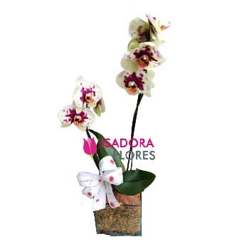 Orquíde cachepô de vidro
