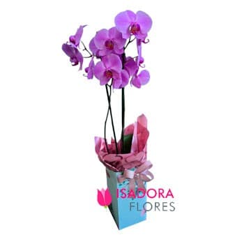 Orquídea Piedra