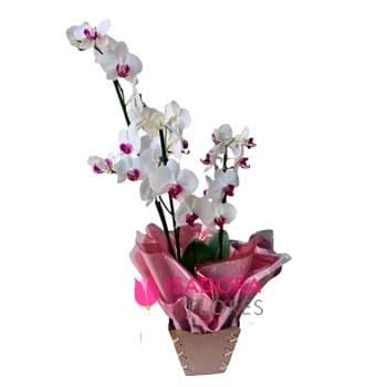 Trio Orquídea