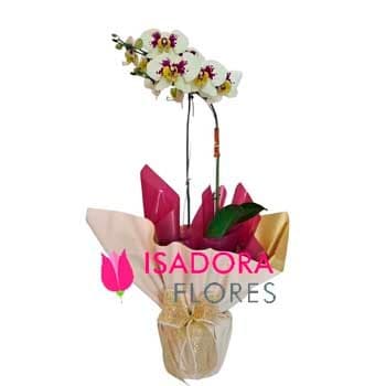 Nobre Orquídea