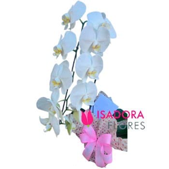 Orquídea Cascata
