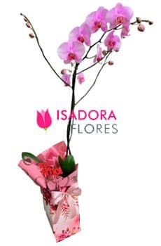 Orquídea Encanto