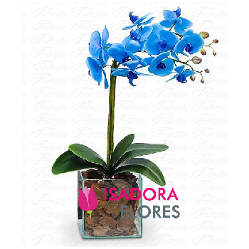 2312 Orquídea Azul 