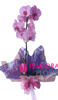 4650 Orquídea decorada