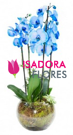 5679 Orquídea azul em vaso de vidro