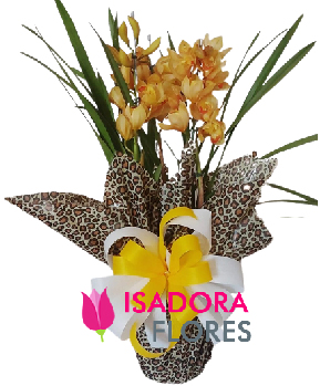 6160 Orquídea amarela
