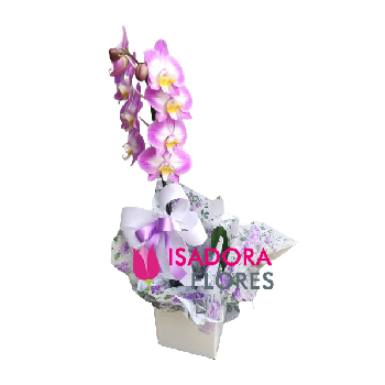 6347 Orquídea