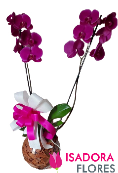 6366 Orquídea