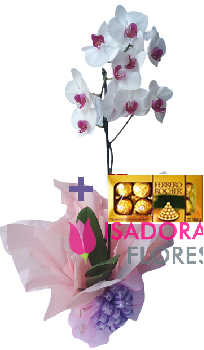 6516 Orquídea com Ferrero