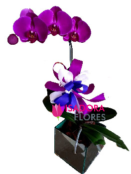 Orquídea em vaso