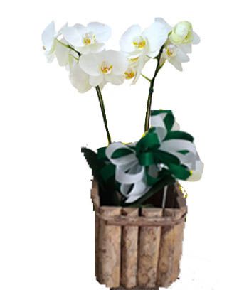 Orquídea com 1 Hastes em cachepô