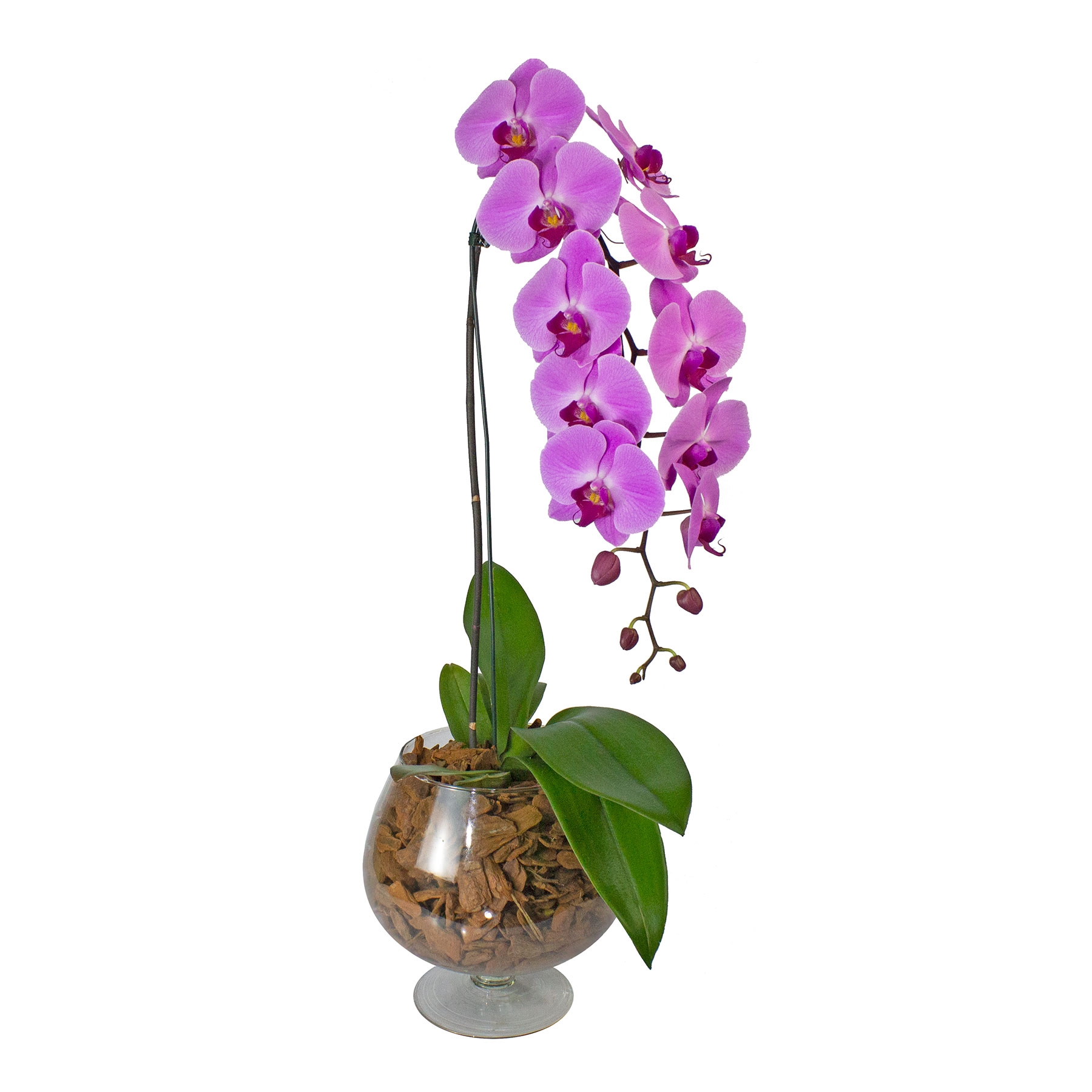 Encantadora Phalaenopsis Lilás na Taça