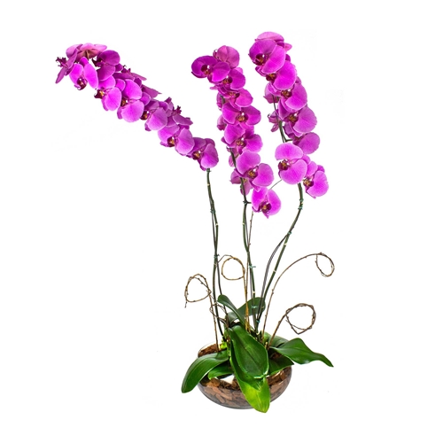 Jardim de Orquídeas Roxas