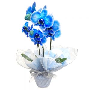 Orquídea Azul