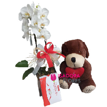 Kit Orquídea
