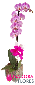 Orquídea Maravilha
