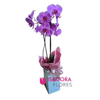 Orquídea Piedra