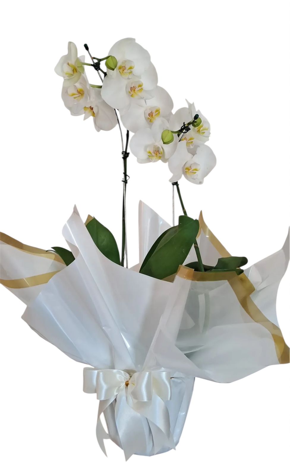 Orquídea Branca Suprema