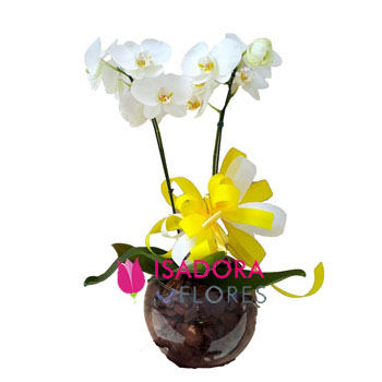 Orquídea com duas Hastes