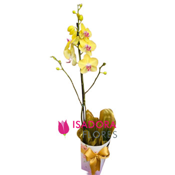 Orquídea Amarela