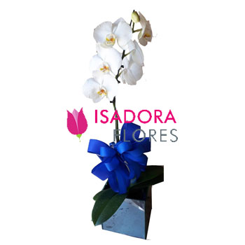 Orquídea Branca