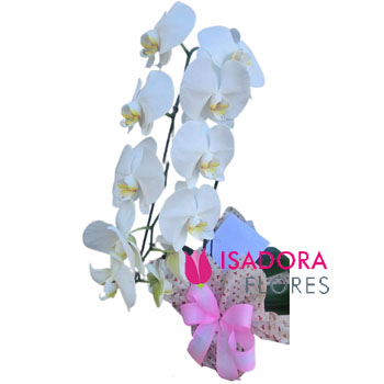 Orquídea Cascata