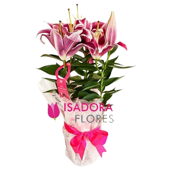 Lírio cor de rosa